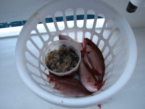 We were provided with a basket to hold the catch, which we periodically transferred to our numbered stringer, and a bucket with squid and another bait fish