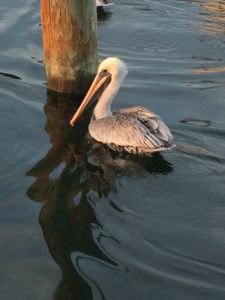 Opportunistic pelican waits for the return of each vessel